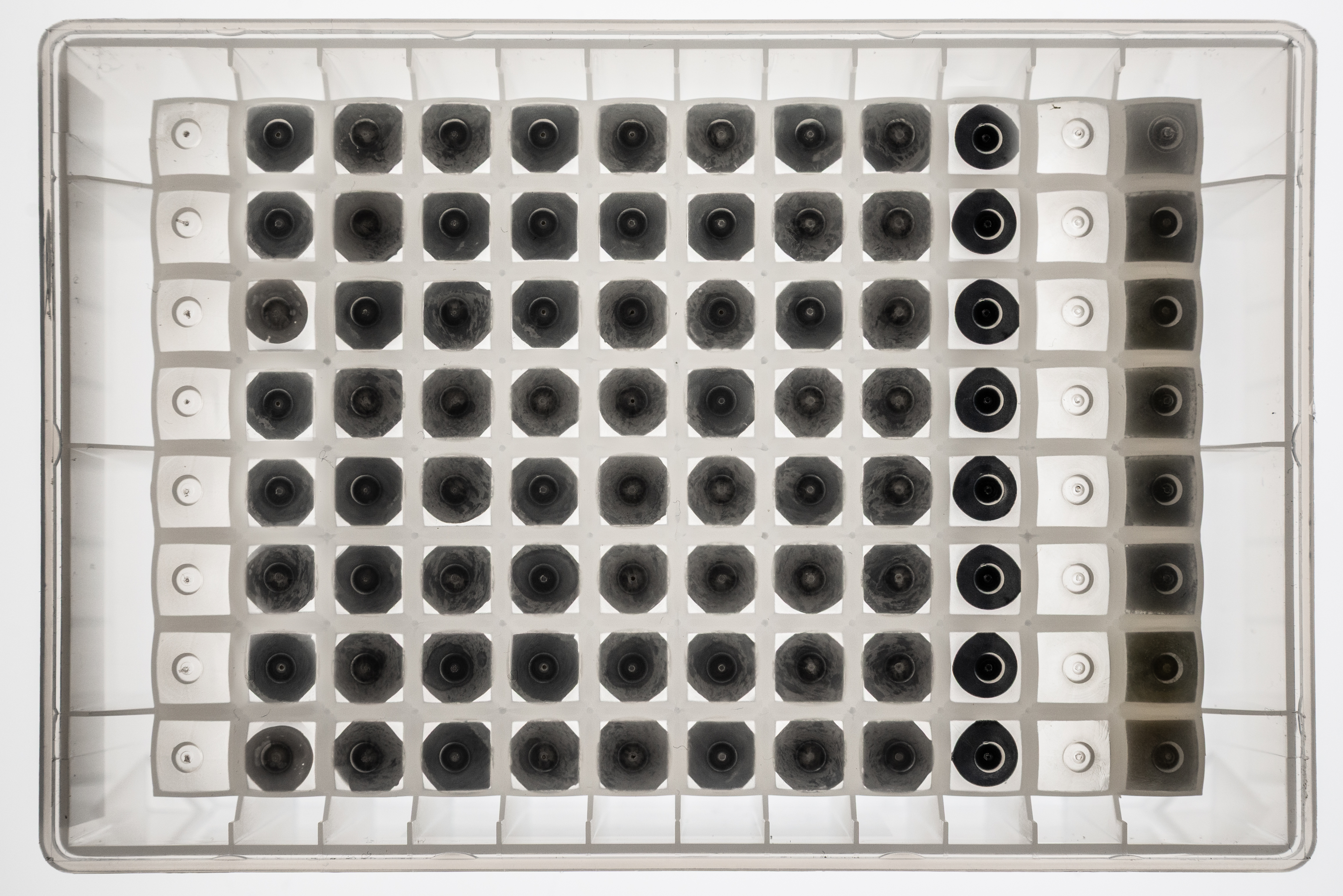 particle つぶつぶ Plate&Object セット PlateX MP™ Strep-Tactin®XT MagBeads | Axygen | 90810